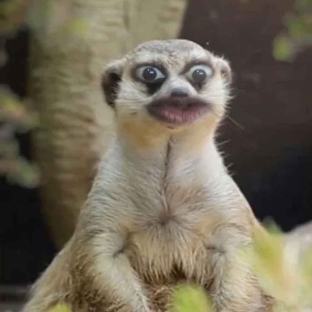 Meet your Posher, Mami